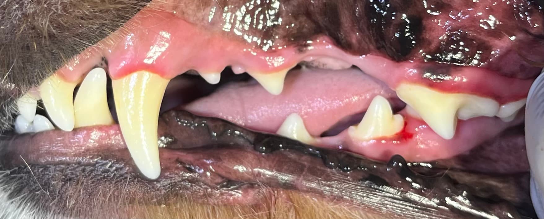 After — Real Results: Dog 1