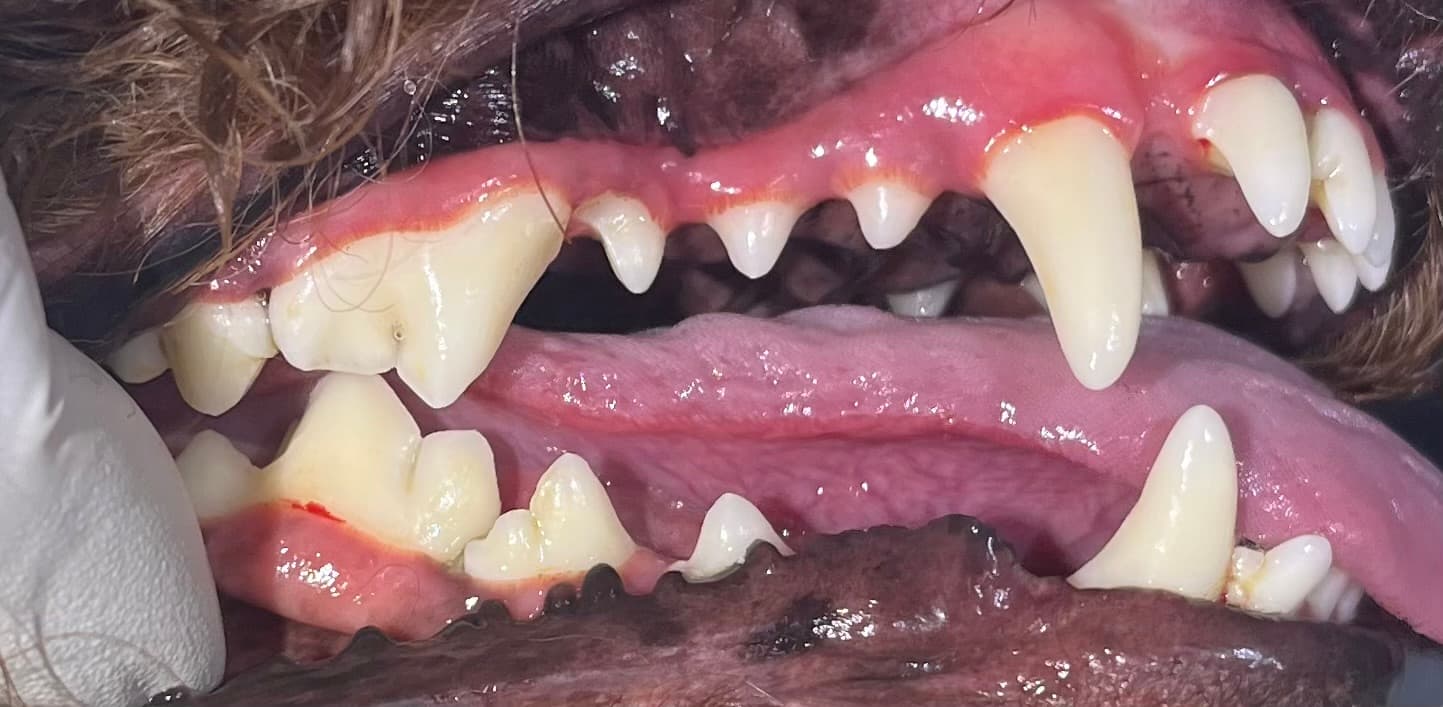 After — Real Results: Dog 3