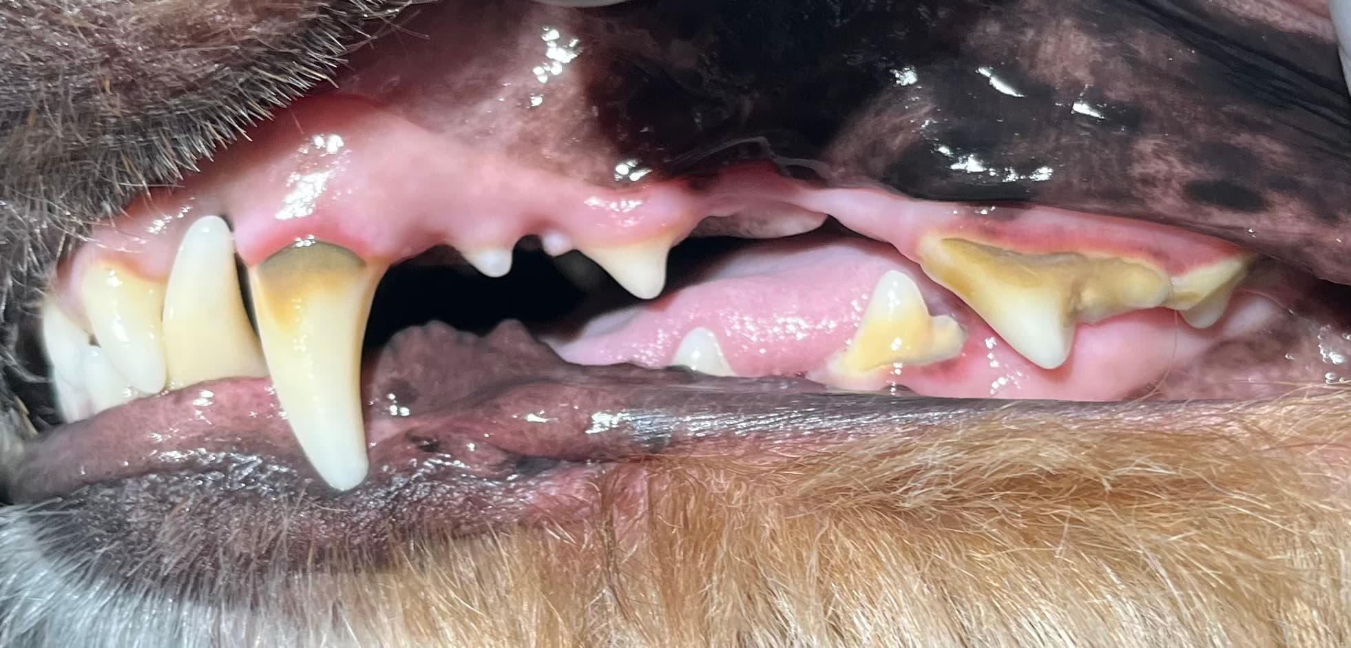 Before — Real Results: Dog 1