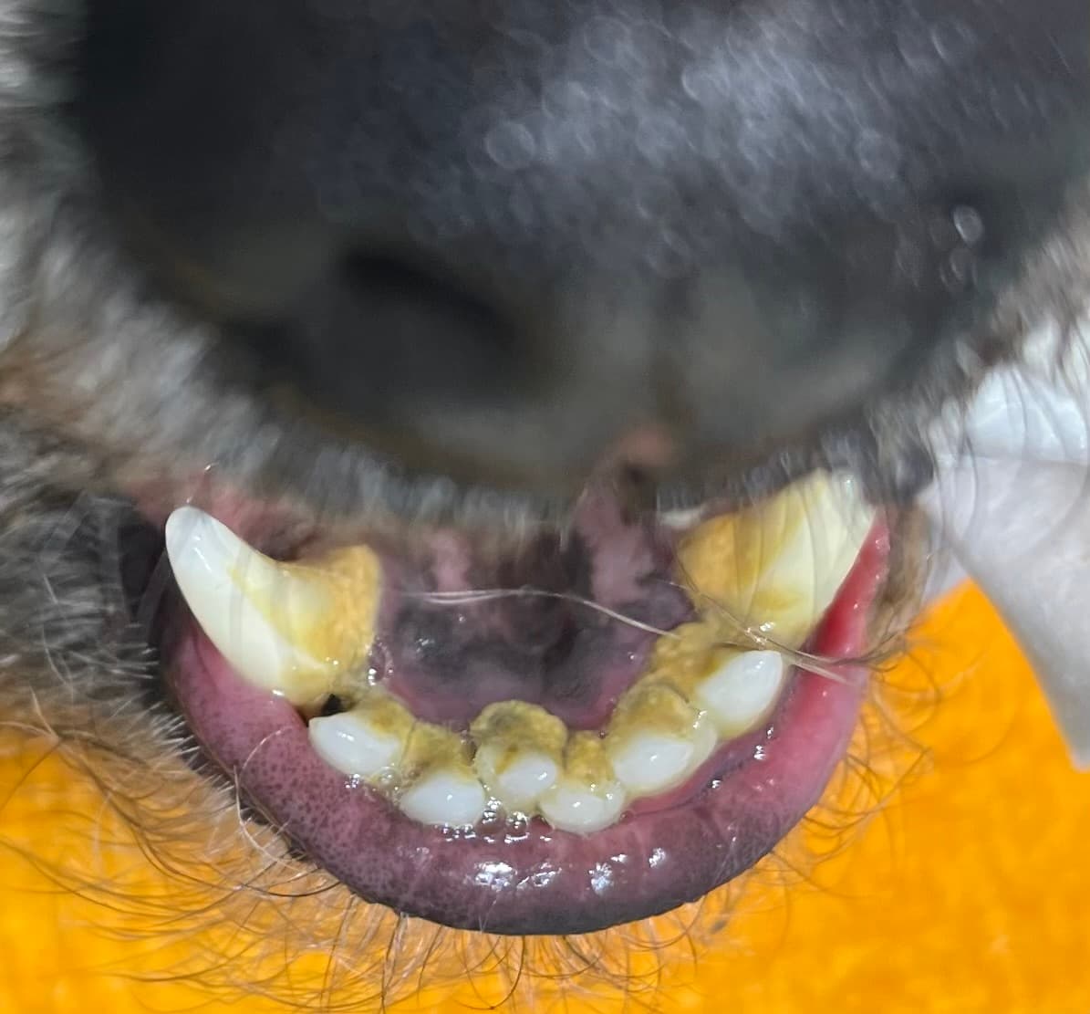 Before — Real Results: Dog 2