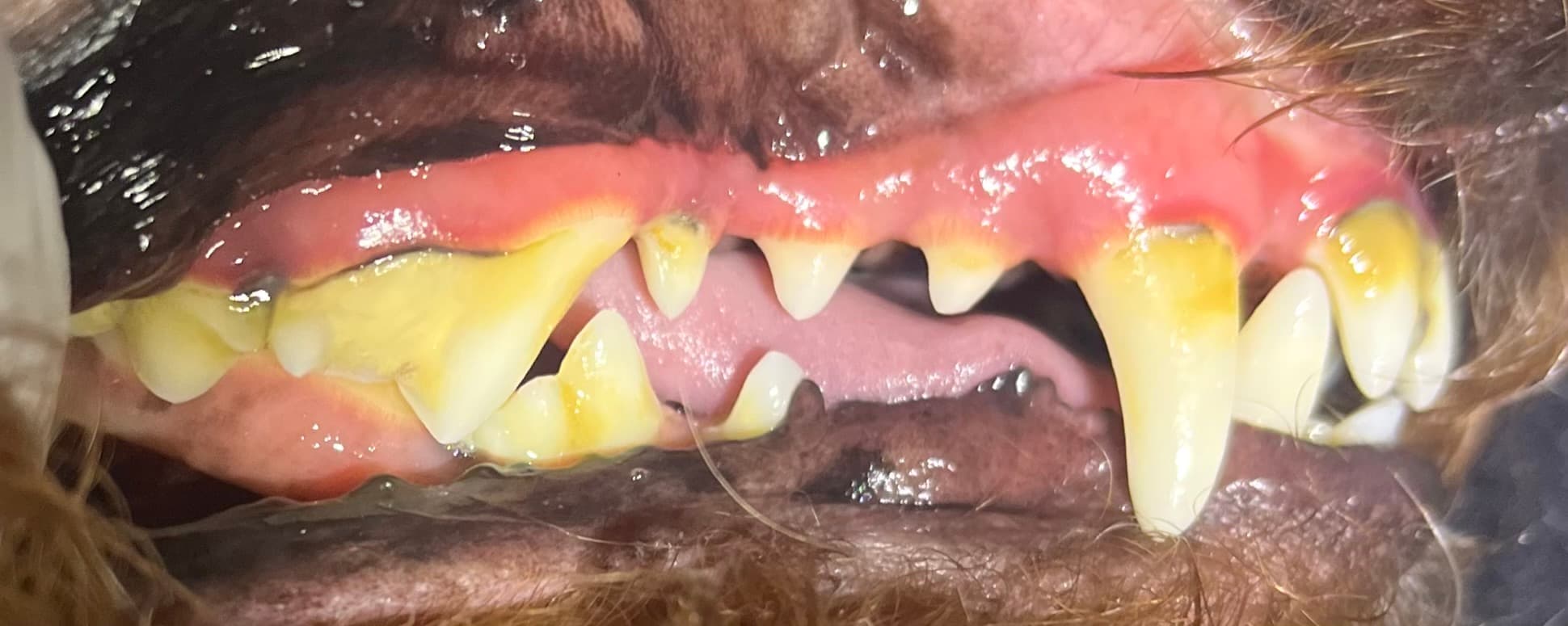 Before — Real Results: Dog 3