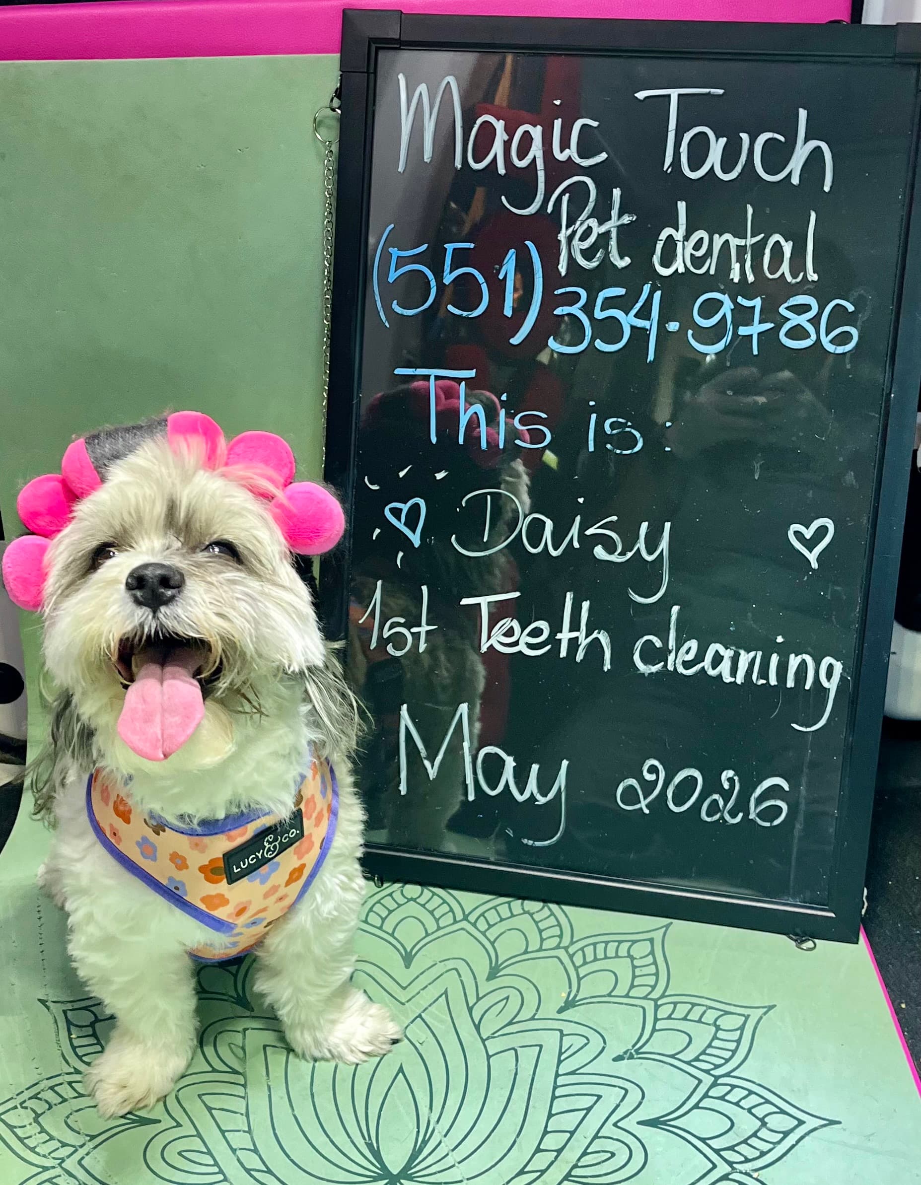 Daisy after teeth cleaning at Magic Touch Pet Dental