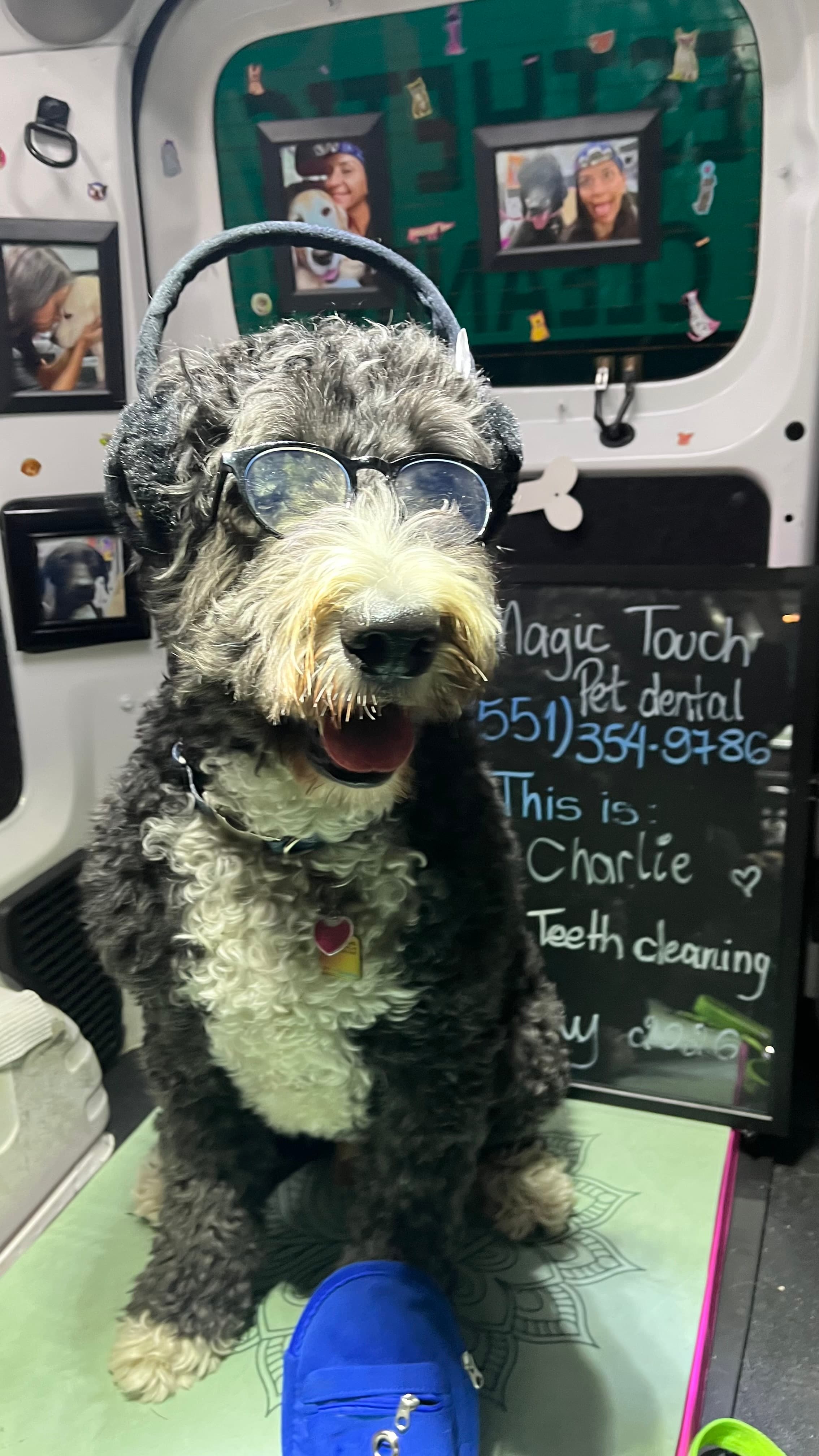 Charlie after teeth cleaning at Magic Touch