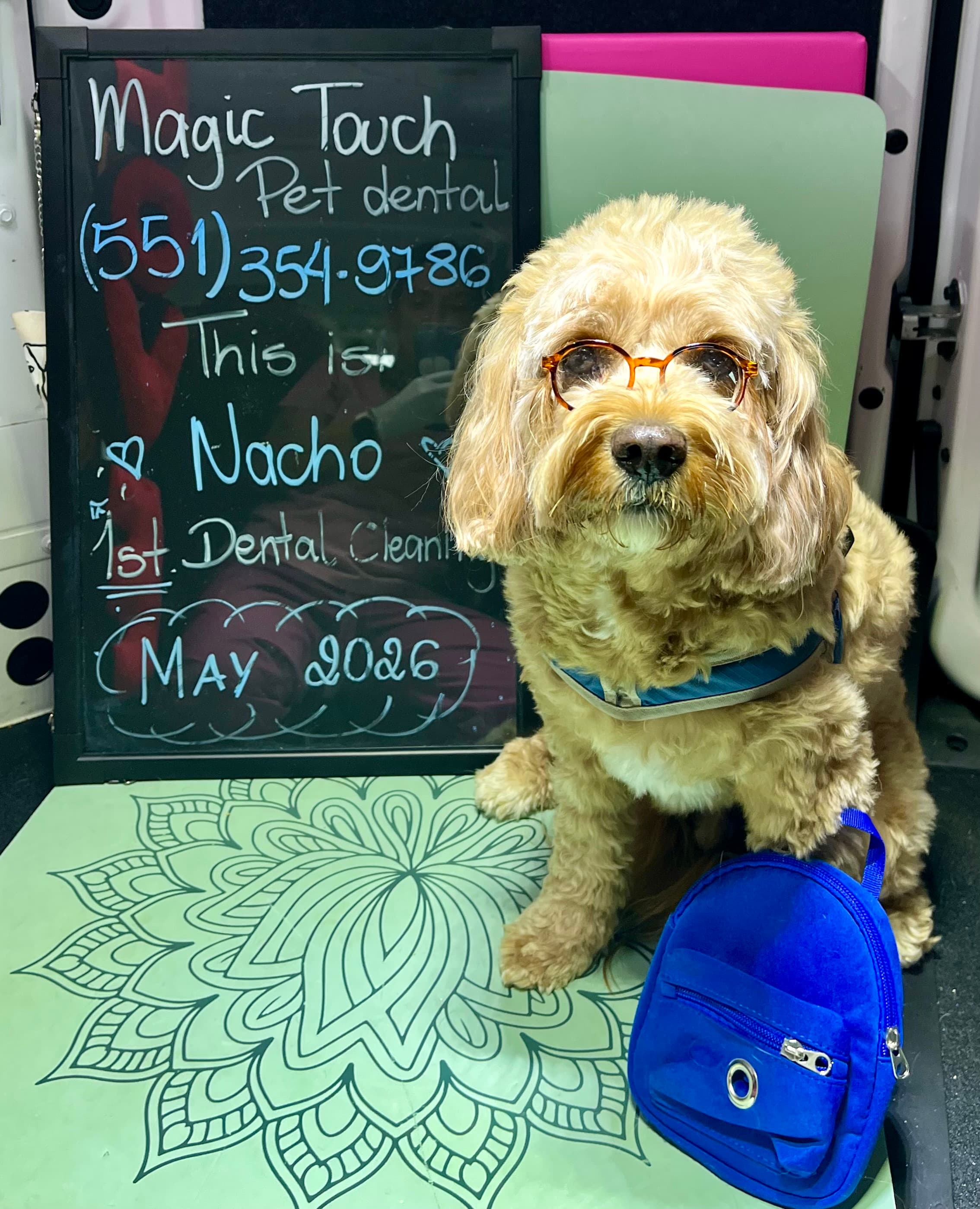 Nacho after teeth cleaning at Magic Touch Pet Dental